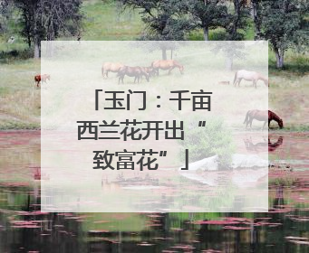 玉门：千亩西兰花开出“致富花”