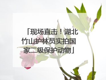 现场直击！湖北竹山护林员实拍国家二级保护动物