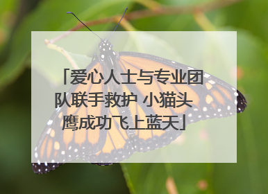 爱心人士与专业团队联手救护 小猫头鹰成功飞上蓝天