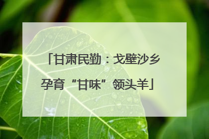 甘肃民勤：戈壁沙乡孕育“甘味”领头羊