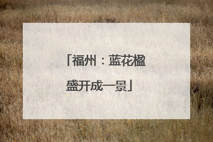 福州：蓝花楹盛开成一景