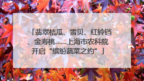 翡翠桔瓜、雪贝、红铃铛、金寿桃……上海市农科院开启“缤纷蔬菜之约”