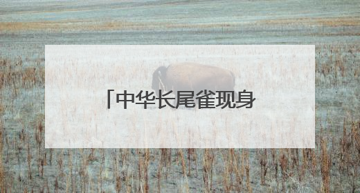 中华长尾雀现身太子山保护区