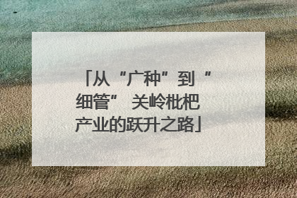 从“广种”到“细管” 关岭枇杷产业的跃升之路