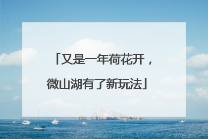 又是一年荷花开，微山湖有了新玩法