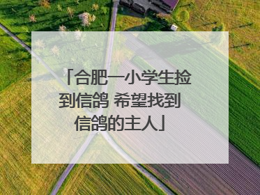 合肥一小学生捡到信鸽 希望找到信鸽的主人