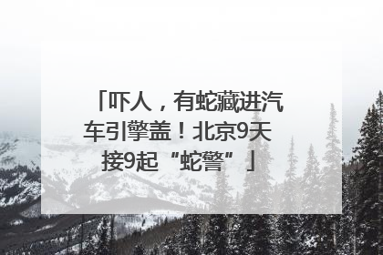 吓人，有蛇藏进汽车引擎盖！北京9天接9起“蛇警”