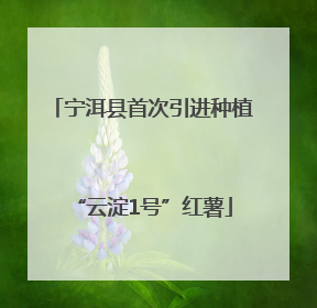 宁洱县首次引进种植“云淀1号”红薯