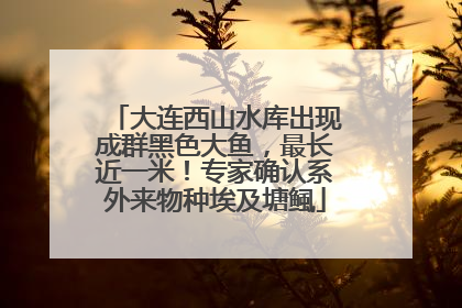 大连西山水库出现成群黑色大鱼，最长近一米！专家确认系外来物种埃及塘鲺