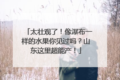 太壮观了！像瀑布一样的水果你见过吗？山东这里超能产！