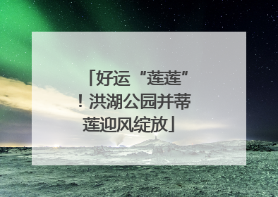 好运“莲莲”！洪湖公园并蒂莲迎风绽放