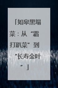 如皋黑塌菜：从“霜打趴菜”到“长寿金叶”