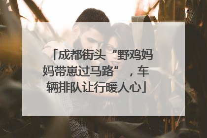 成都街头“野鸡妈妈带崽过马路”，车辆排队让行暖人心
