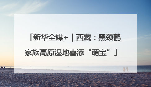 新华全媒+｜西藏：黑颈鹤家族高原湿地喜添“萌宝”