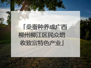 桑蚕种养成广西柳州柳江区民众增收致富特色产业