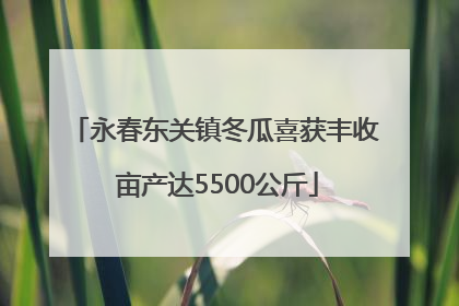永春东关镇冬瓜喜获丰收 亩产达5500公斤