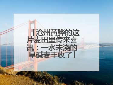 沧州黄骅的这片麦田里传来喜讯：一水未浇的旱碱麦丰收了