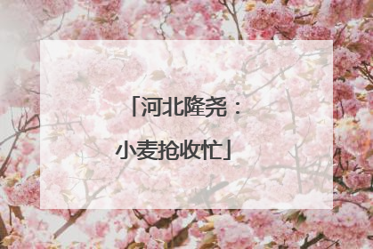 河北隆尧：小麦抢收忙