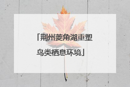 荆州菱角湖重塑鸟类栖息环境