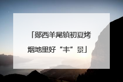 郧西羊尾镇初夏烤烟地里好“丰”景