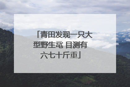 青田发现一只大型野生鼋 目测有六七十斤重