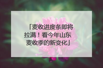 麦收进度条即将拉满！看今年山东麦收季的新变化
