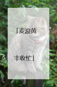 麦浪黄 丰收忙