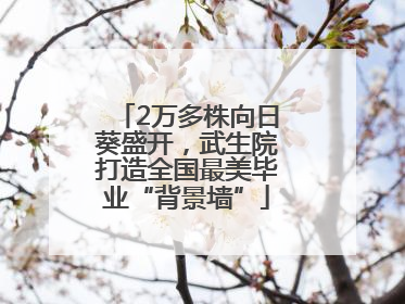 2万多株向日葵盛开，武生院打造全国最美毕业“背景墙”