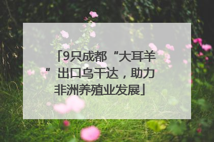 9只成都“大耳羊”出口乌干达，助力非洲养殖业发展